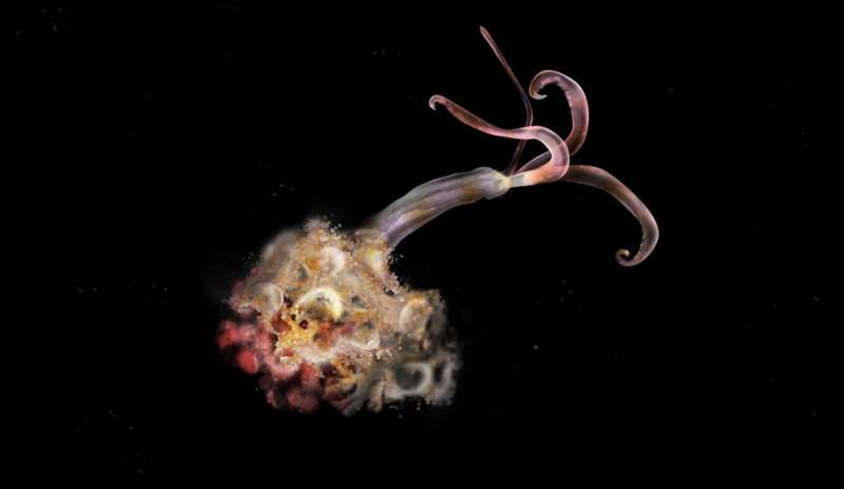 Missing ‘Zombie Worm’ Could be Bad Omen for Ocean Ecosystem Missing ‘Zombie Worm’ Could be Bad Omen for Ocean Ecosystem