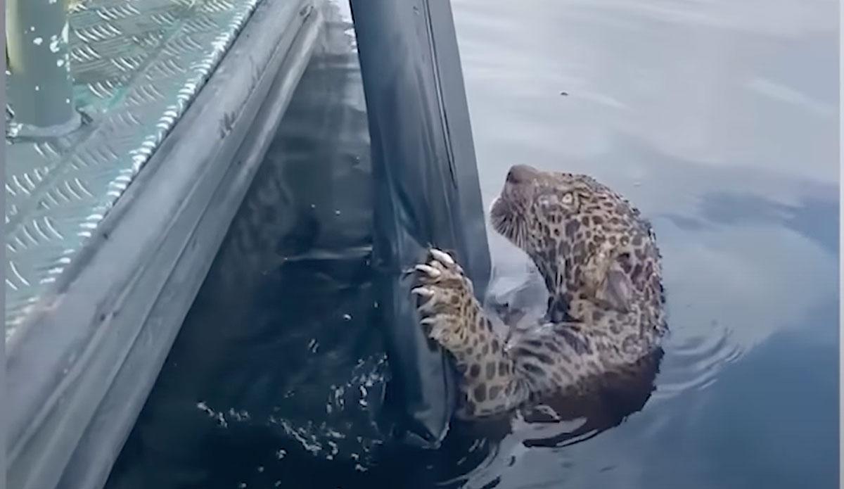 BulletRiddled Jaguar Rescued from Brazilian River by Military Police