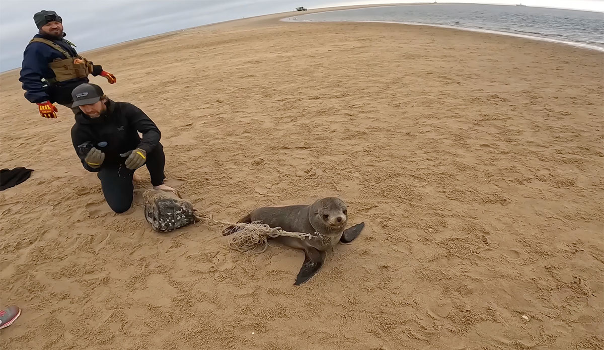 Baby Seal Dragging a Rope and Bucket From Its Neck Rescued By Heroic Group