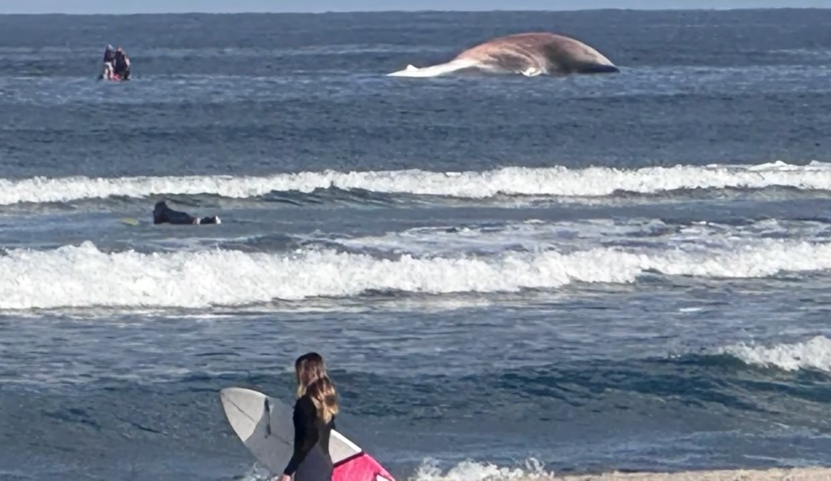 Shark Warning Issued in Southern California After Whale Found Floating Off Coast