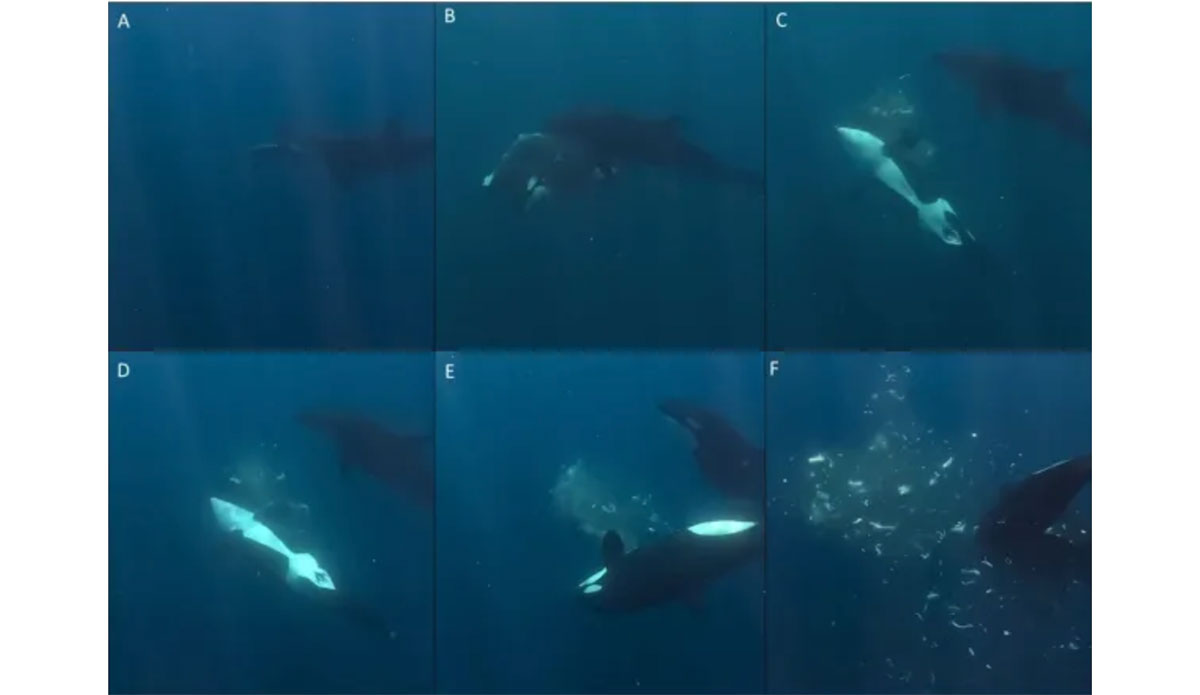Researchers Think They Know Why Orcas Are Blowing Up Sunfish