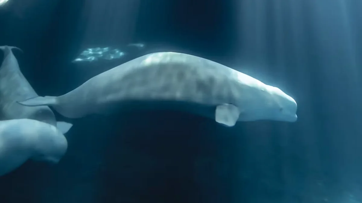 Beluga Whale Peekachu Dies After Relocation from Marineland