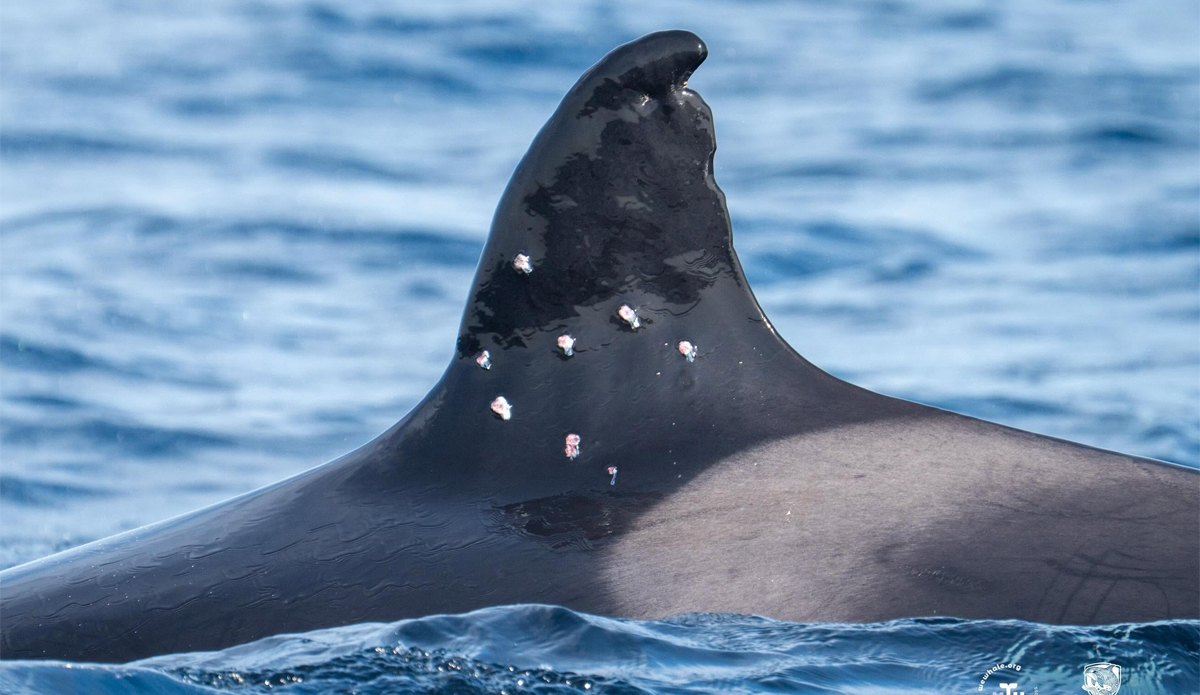 Investigation Launched After Orca Shot in Strait of Gibraltar