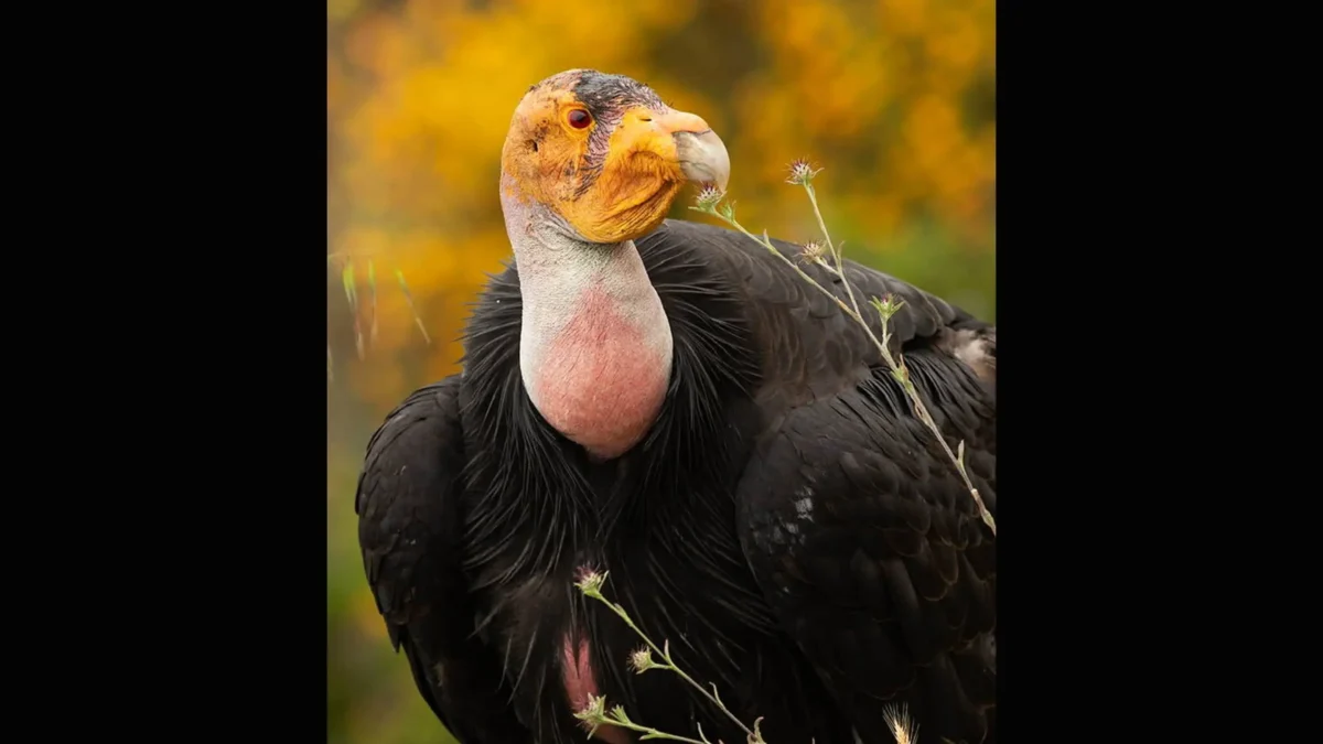 California Condor Nest Survives Timber Fire in Big Sur