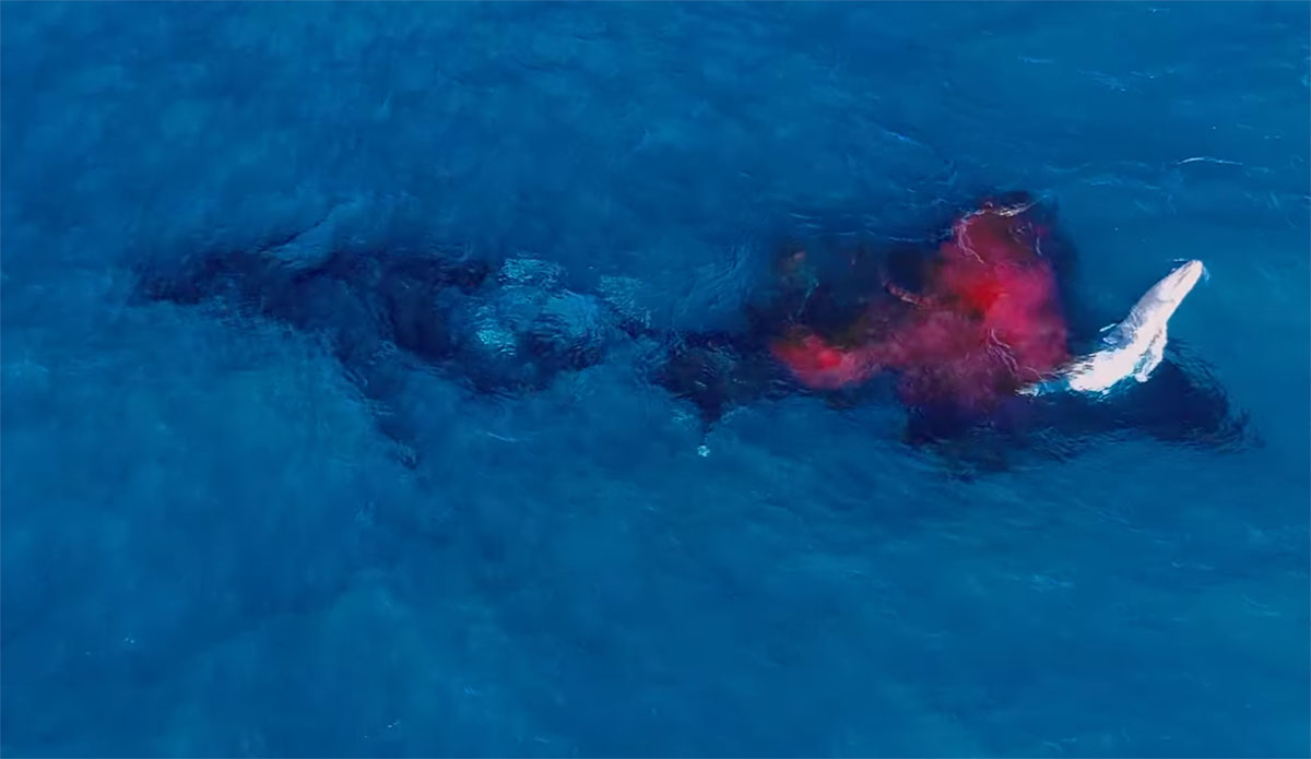 Rare Humpback Whale Birth Filmed by Drone in Australia