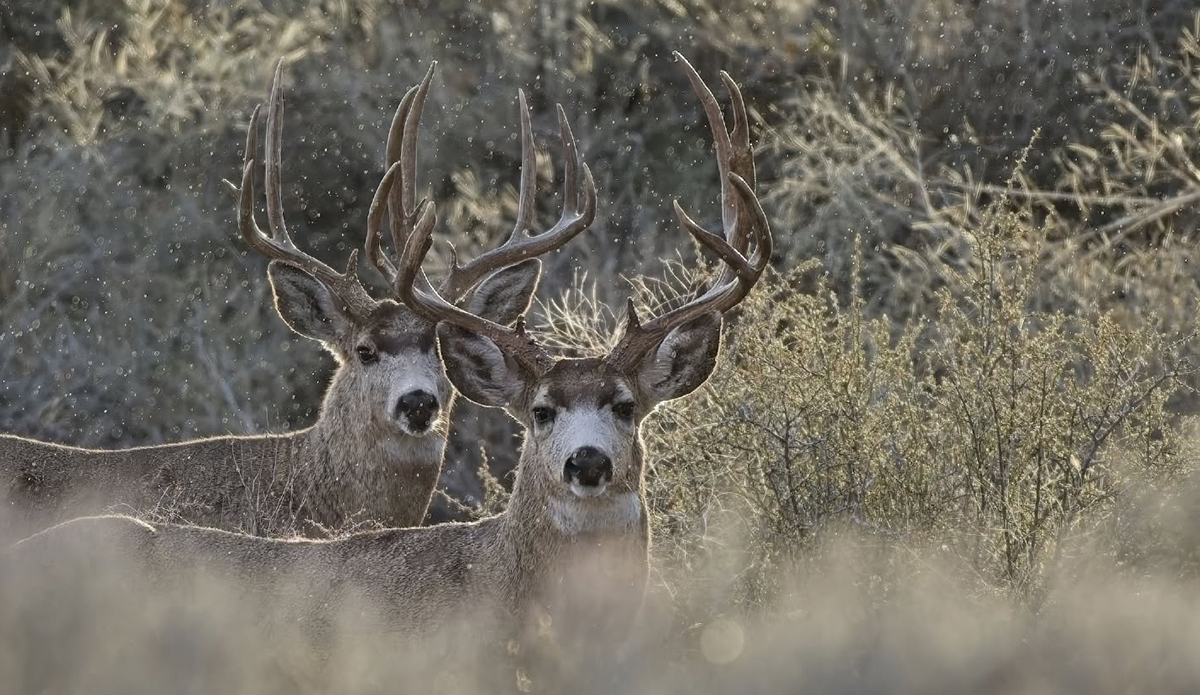Court to Decide Fate of Catalina Island Mule Deer