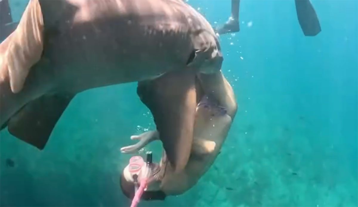 Social Media Influencers Face Increased Shark Attacks for Viral Content