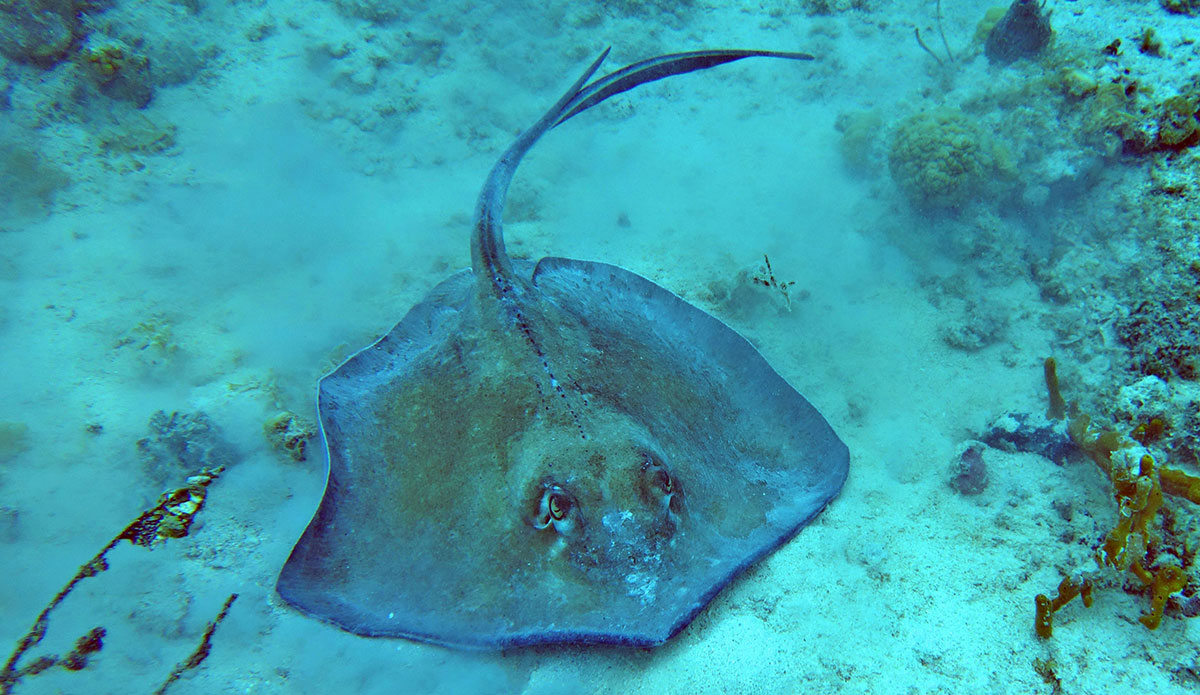 Increase in Stingray Stings Reported in Southern California Due to Warmer Waters
