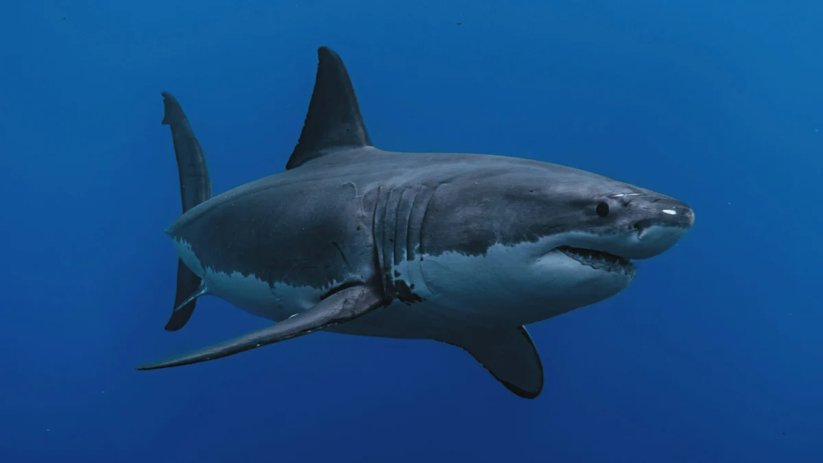Woman Injured by Suspected Shark Bite at Martha's Vineyard