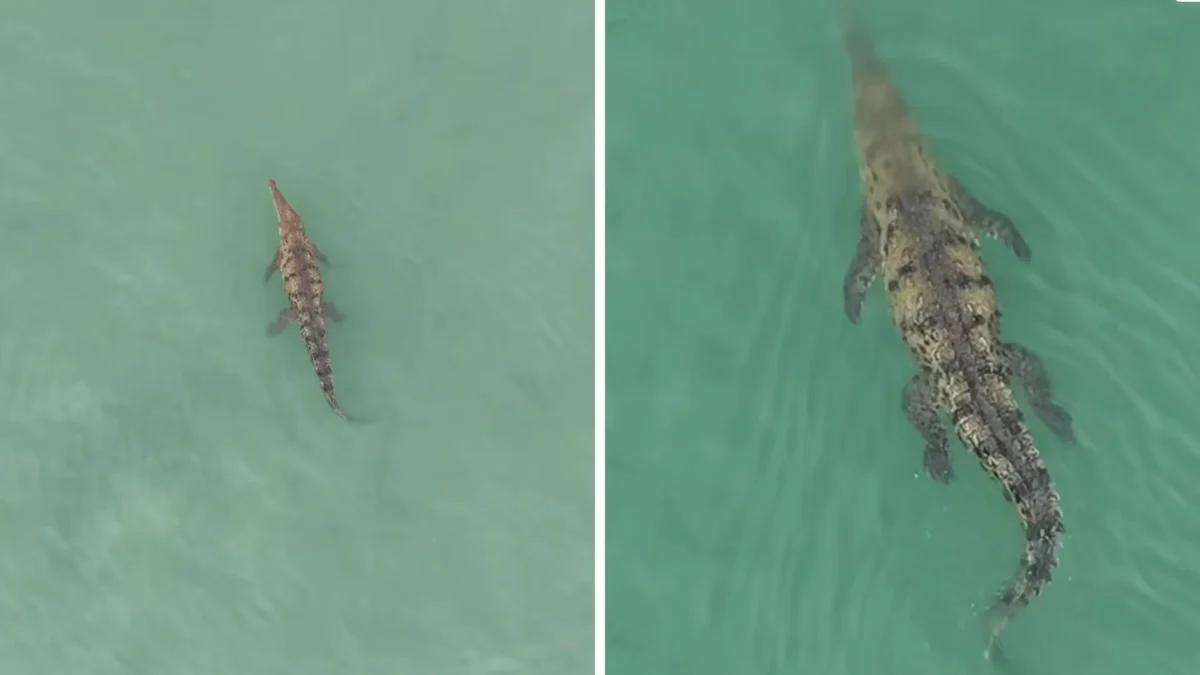 Crocodile Spotted in Pavones Ocean