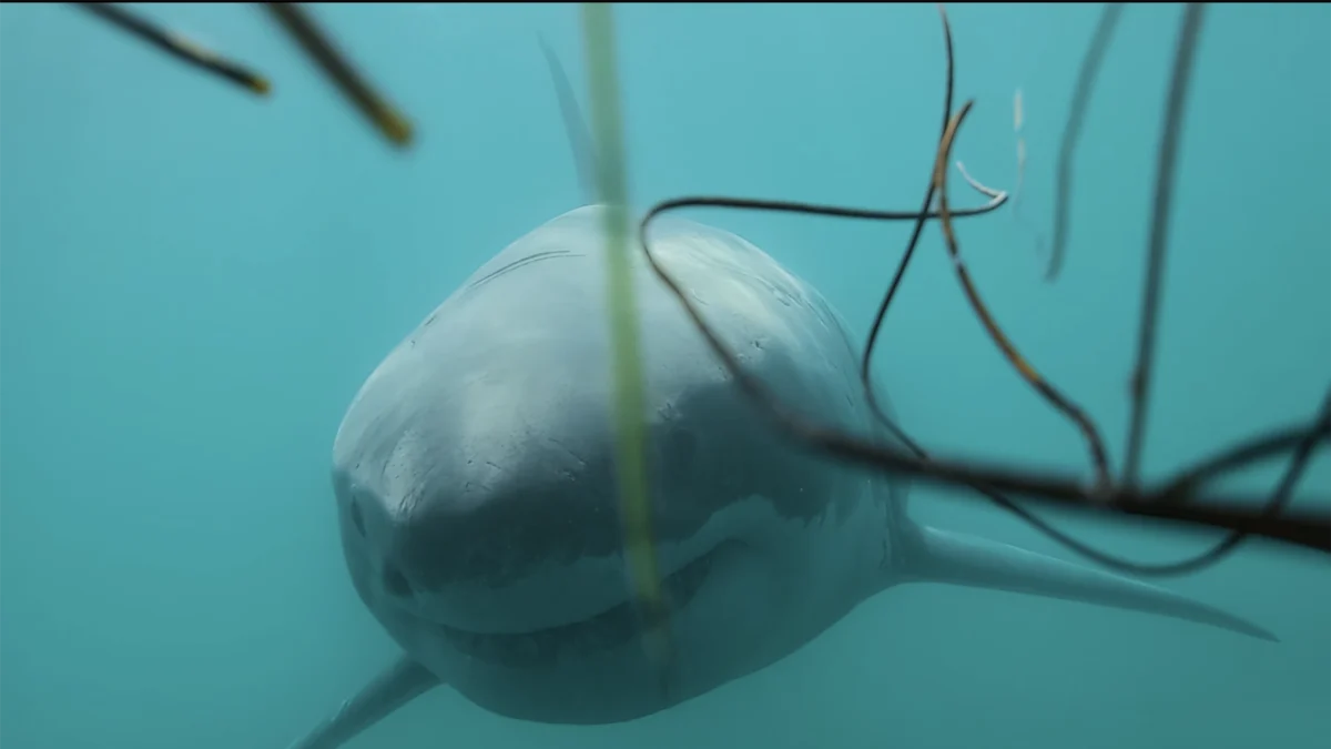 Stunning Great White Shark Footage Compiled by Carlos Gauna