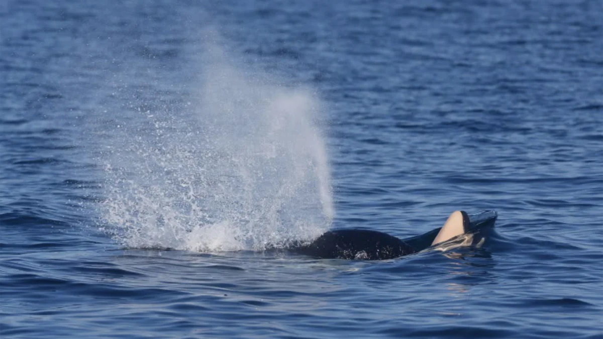Southern Resident Killer Whale J31 Seen Carrying Dead Calf Off Vancouver Island