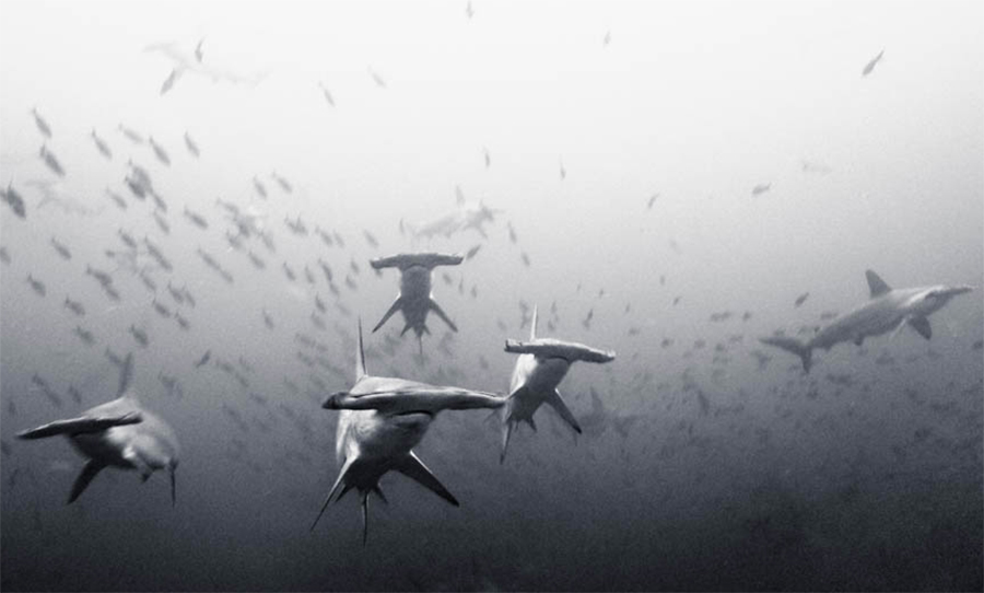 Three hundred miles off the Costa Rican coast is an island. It’s beautiful, and it’s one of the most difficult places to find comfort that I’ve been. I was there for months at a time, surviving on coconuts and rice. Every day I’d swim out as far as I could and dive down in search of the hammerhead sharks that school by the thousands just off shore. I was there for National Geographic, covering a story on shark poachers that would sneak into the protected waters.   