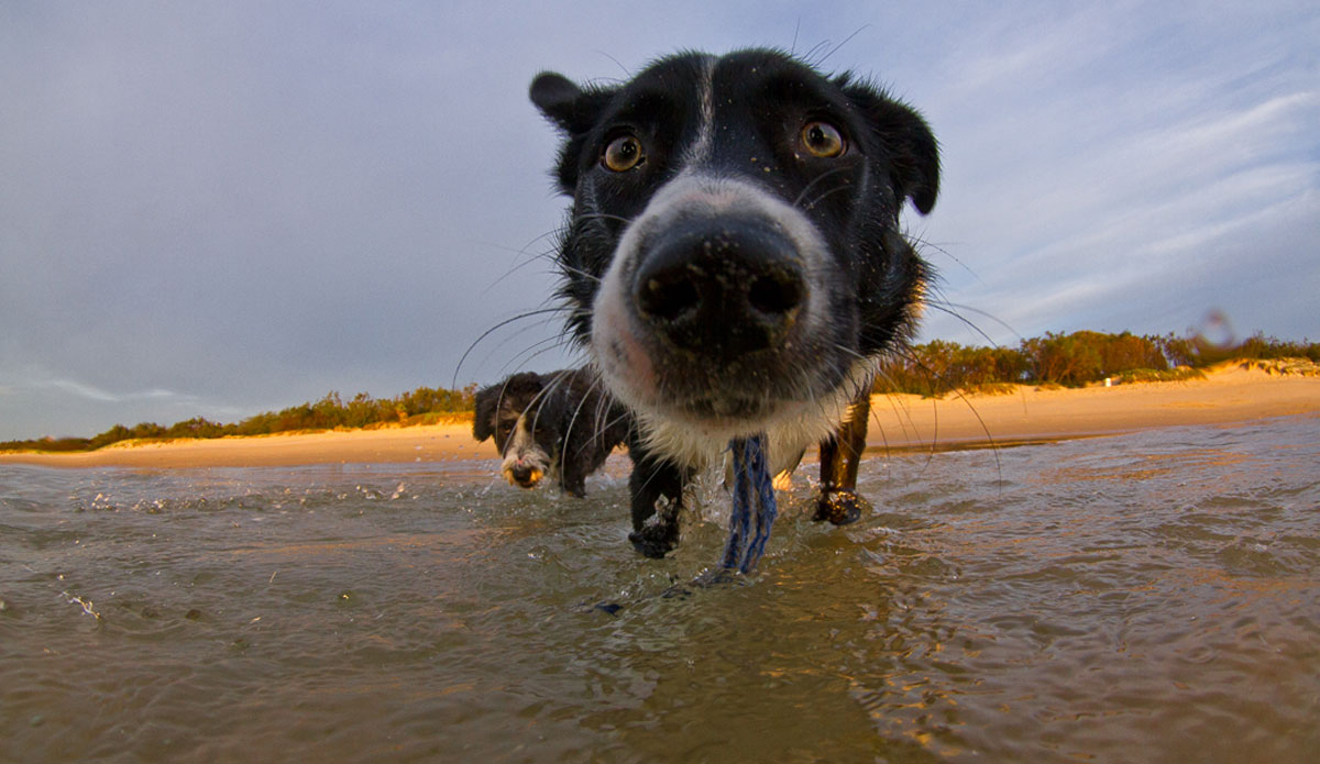 September: \"What have you got there, mister?\" Curious on the Sunshine Coast. Photo:<a href=\"https://www.narrowpathmedia.com.au/#0\"> Andrew Carruthers</a>