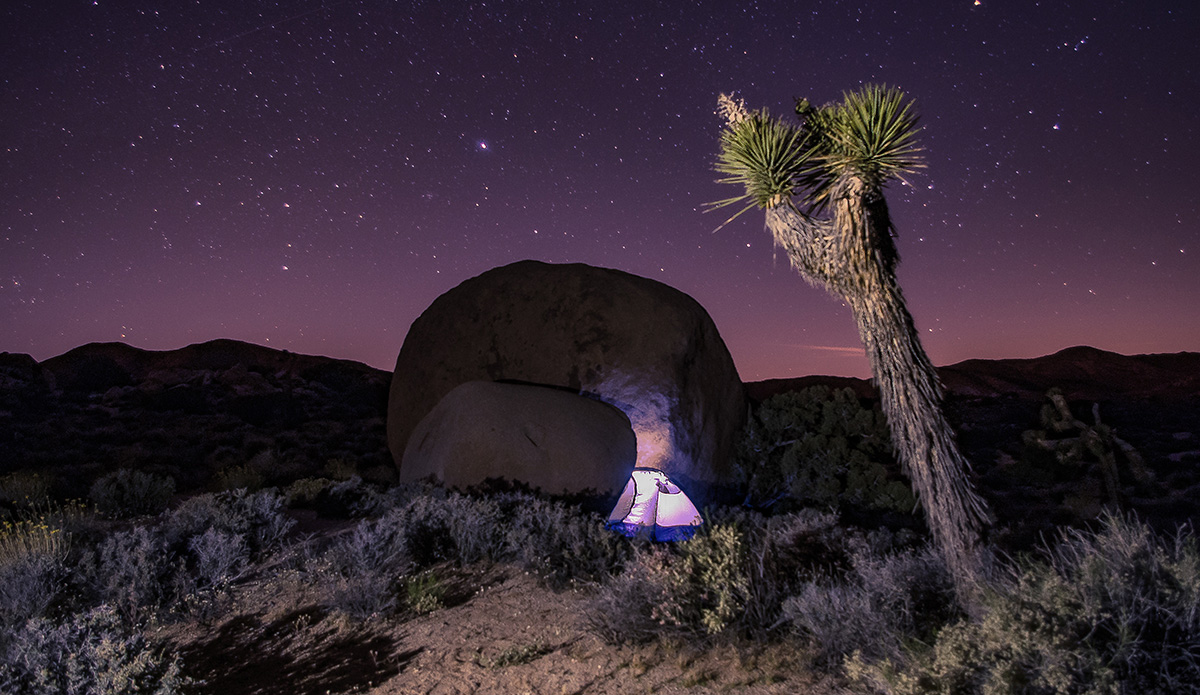 Joshua Tree. Photo: Ted Ryan