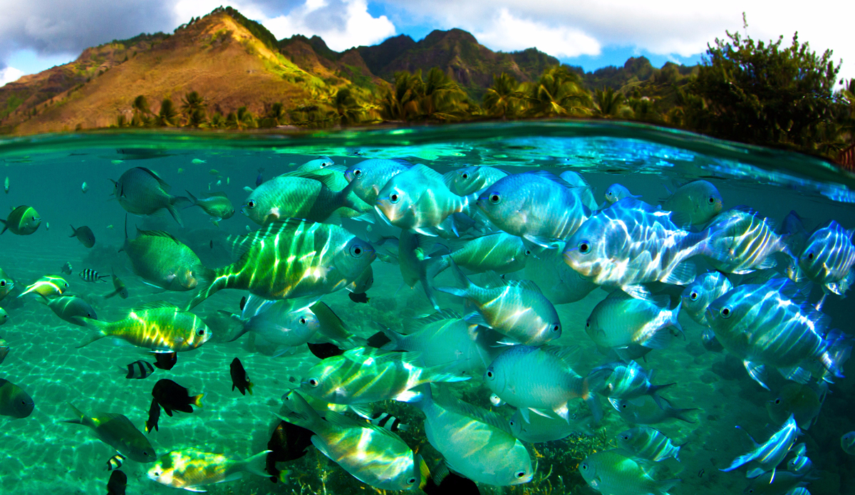 Fish bowl. Photo: <a href=\"https://adamduffyphotography.com\">Adam Duffy Photography</a>
