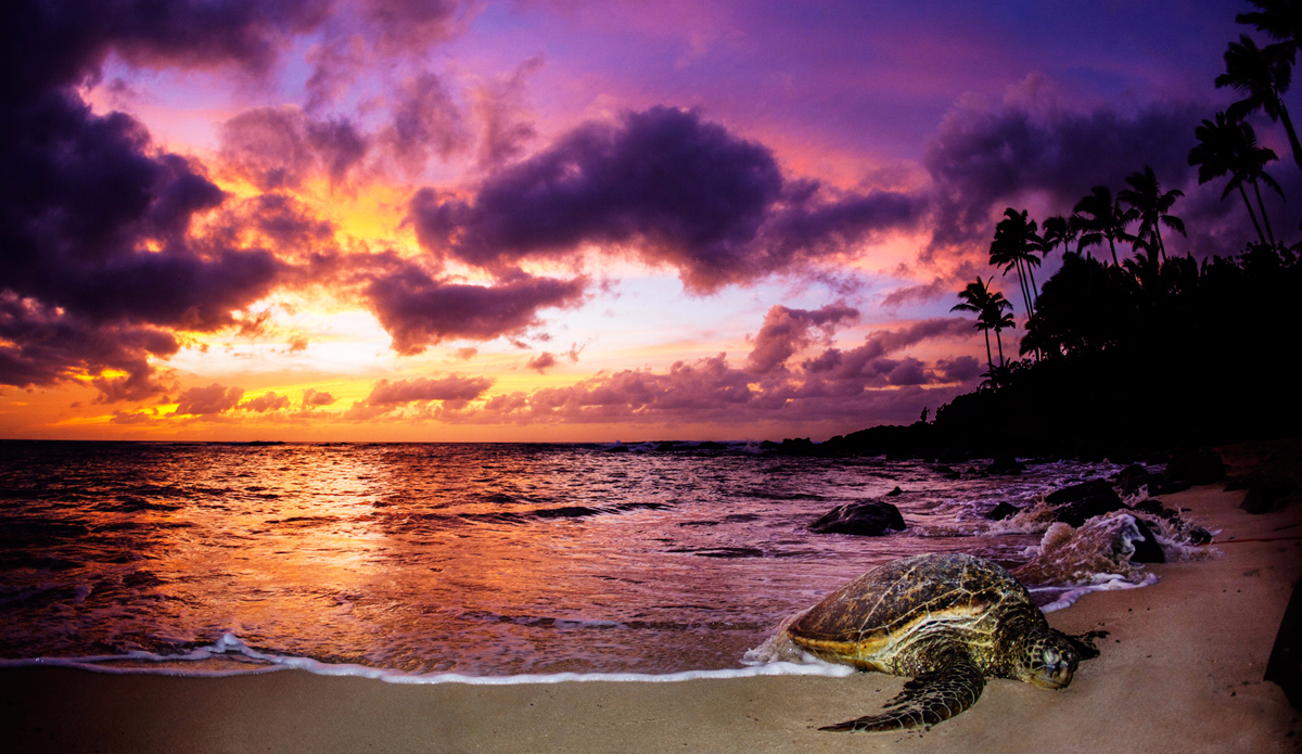 Sleeping honu. Photo: <a href=\"https://adamduffyphotography.com\">Adam Duffy Photography</a>
