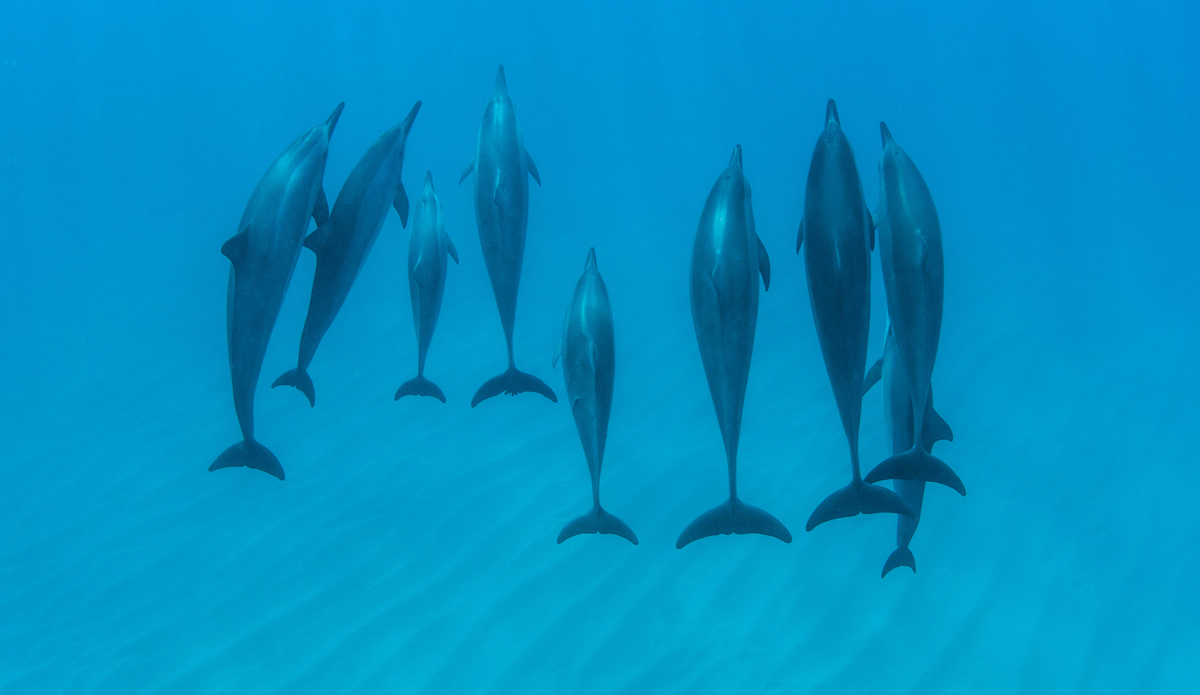 Spinners. Photo: <a href=\"https://adamduffyphotography.com\">Adam Duffy Photography</a>