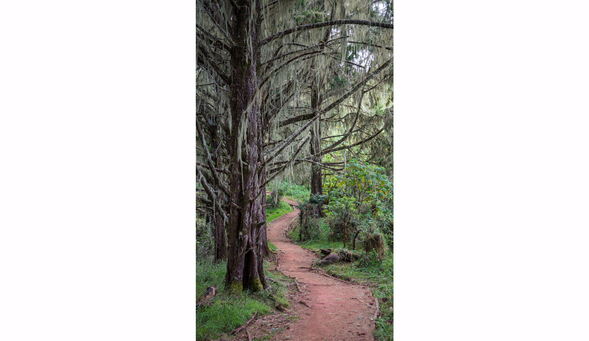 Rain forest trails to higher terrain. Photo: <a href=\"https://charlesaudet.com/\">Charles Audet</a>