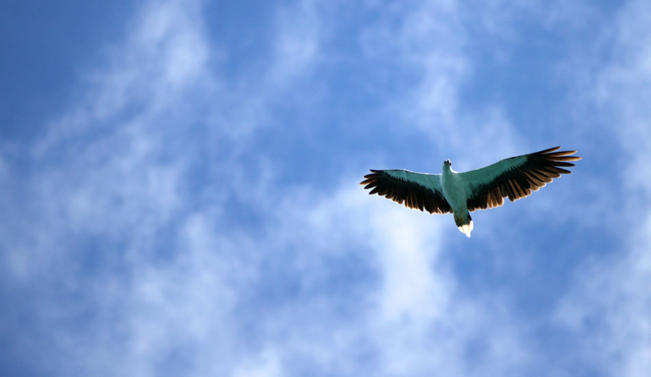  I\'d be completely distracted if eagles were around. Photo: <a href=\"https://instagram.com/alexandercleland\" target=\"_blank\">Alexander Cleland</a>.