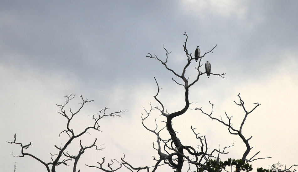 Eagles are the are the only thing I like shooting better than mindless tubes. Photo: <a href=\"https://instagram.com/alexandercleland\" target=\"_blank\">Alexander Cleland</a>.