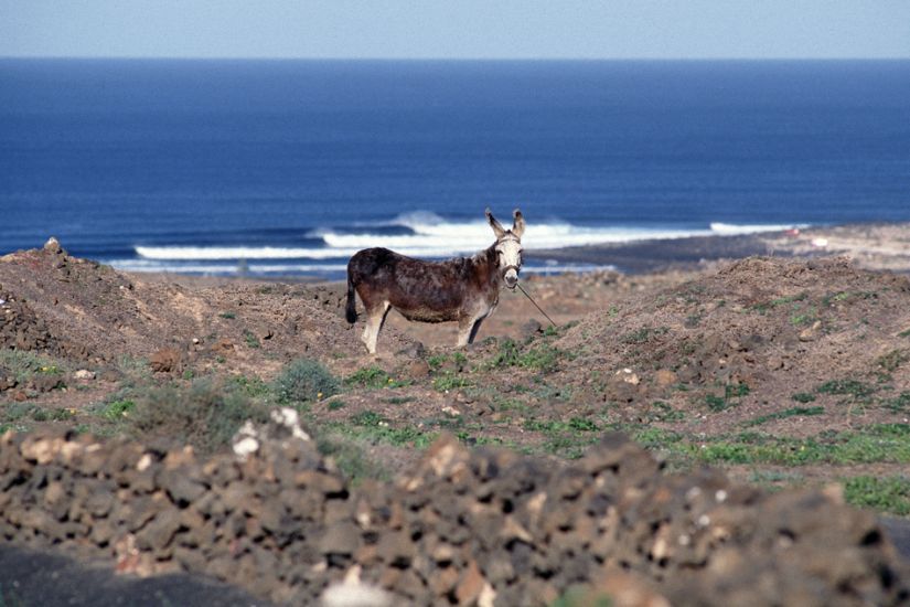 November 1990. In September of this year I left on a bit of a walkabout through the Spanish Basque Country and the Canary Islands. I\'d met Aussies Murray \"Muzz\" Paterson and his mate, Nanga, in the Basque Country and joined them when they left for the islands in early November.  I believe this was one of the first good sessions we had upon arrival, and I quite liked this lineup image when I finally saw it on my lightbox nearly a year later after my return to NYC. Photo: <a href=\"https://stevefitzpatrick.com/\" target=_blank>Steve Fitzpatrick</a>