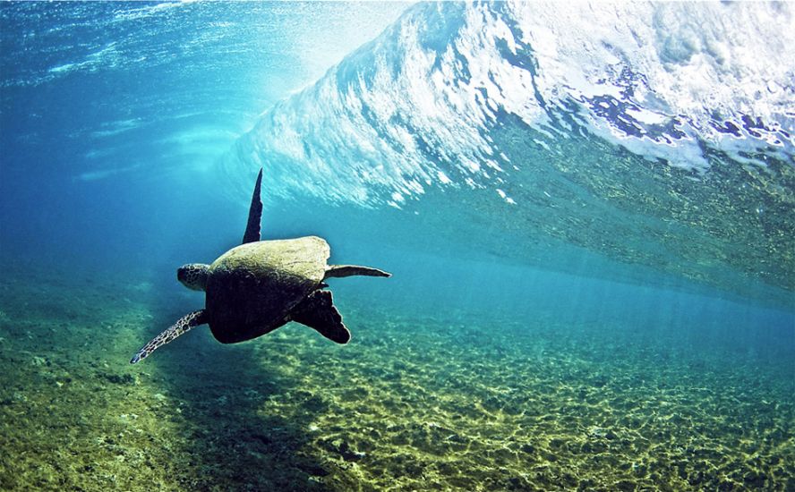 Honu Tube rider. Photo: <a href=\"https://www.laserwolfphoto.com/\" target=_blank>BC Laserwolf</a>