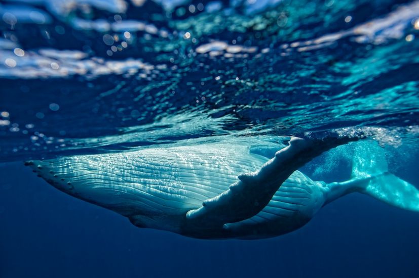 Whales around Moorea. Photo: <a href=\"http://www.timmckennaphoto.com/\" target=_blank>Tim Mckenna</a>
