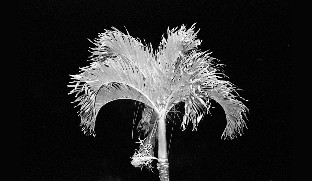 Night Palm | Leica AF-C1 | Neopan 100 Acros Photo: <a href=\"https://www.alohabigmike.com/\">Aloha Big Mike</a>