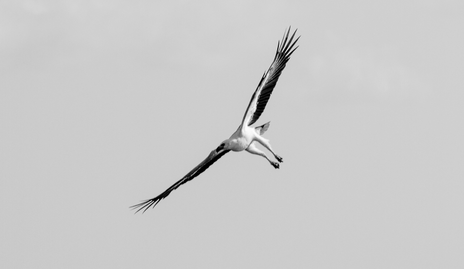 Freedom over Indo waters. Photo: <a href=\"https://www.andypotts.com.au\" target=\"_blank\">www.andypotts.com.au</a>