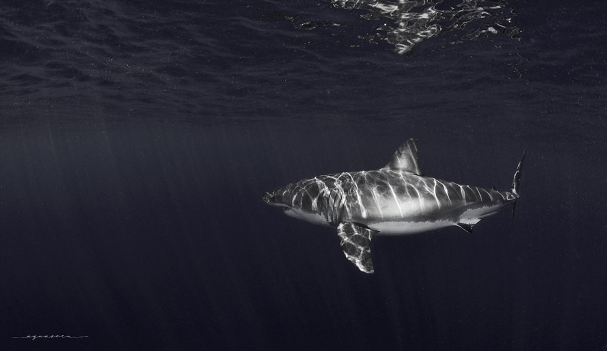 Dark days ahead for these majestic creatures.  Photo:<a href=\"https://aquaseen.com/\">Matt Shepherd</a>