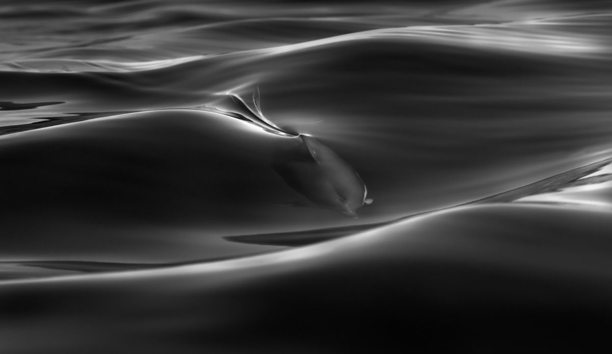 This image was my first black and white image that I had printed. In 2013, this was the most exciting image that I had captured. To date, it has won two competitions and has been awarded silver at the Australian Institute of Photography Awards. Photo: <a href=\"https://craigparryphotography.com/\">Craig Parry</a>