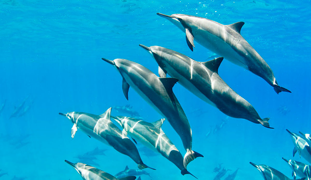 Hawaiian Spinner Dolphins, Hulopoe Bay. Photo: <a href=\"https://www.quincydein.com/\" target=_blank>Quincy Dein</a>.