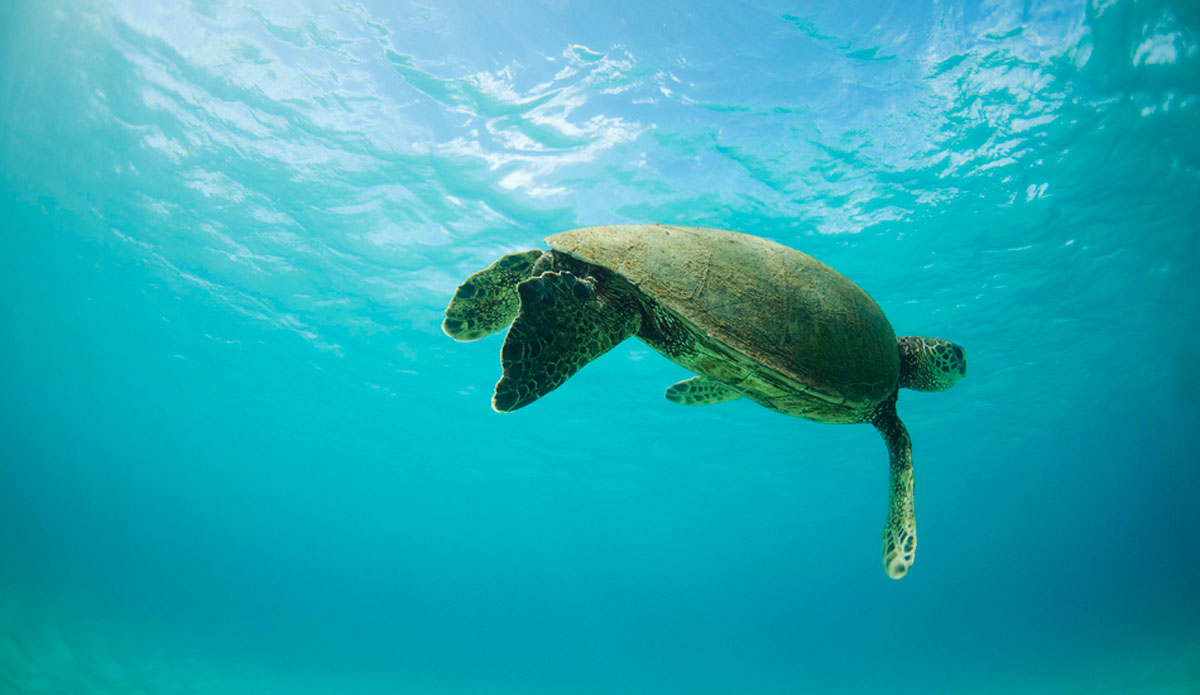 TURTLE. Oahu, Hawaii. Photo: <a href=\"https://www.luciagriggi.com\" target=\"_blank\">Lucia Griggi</a>