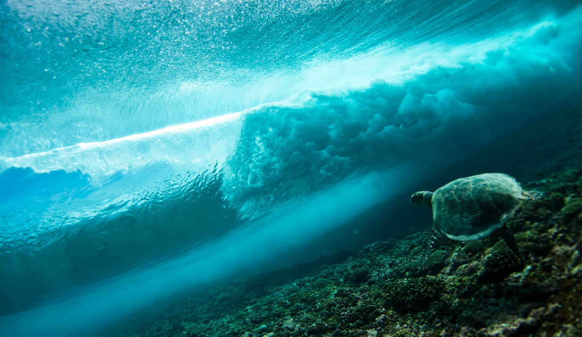 Plenty of turtles freaking the lineup. Photo: <a href=\"https://www.jackdekortphoto.com.au/\">Jack Dekort</a>