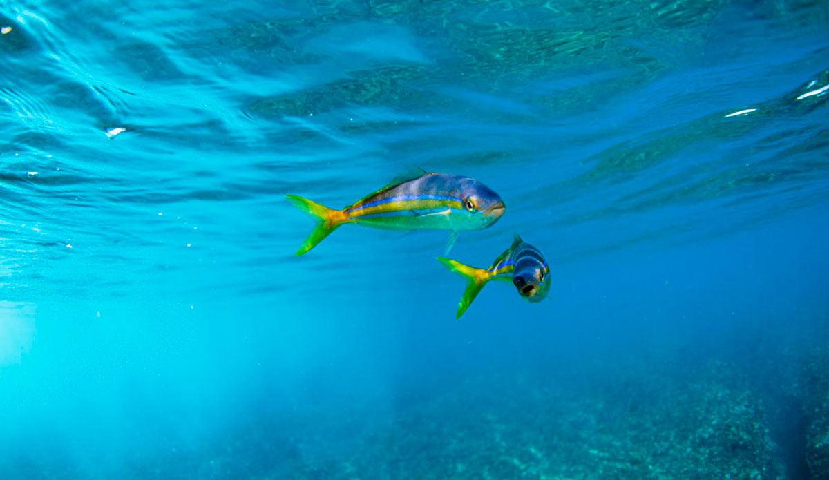 A couple of Rainbow Runners followed me around for hours. This species can grow to become some of the toughest fish in the sea. Photo: <a href=\"https://www.hungrywalrus.com/\" target=_blank>John Maher</a>