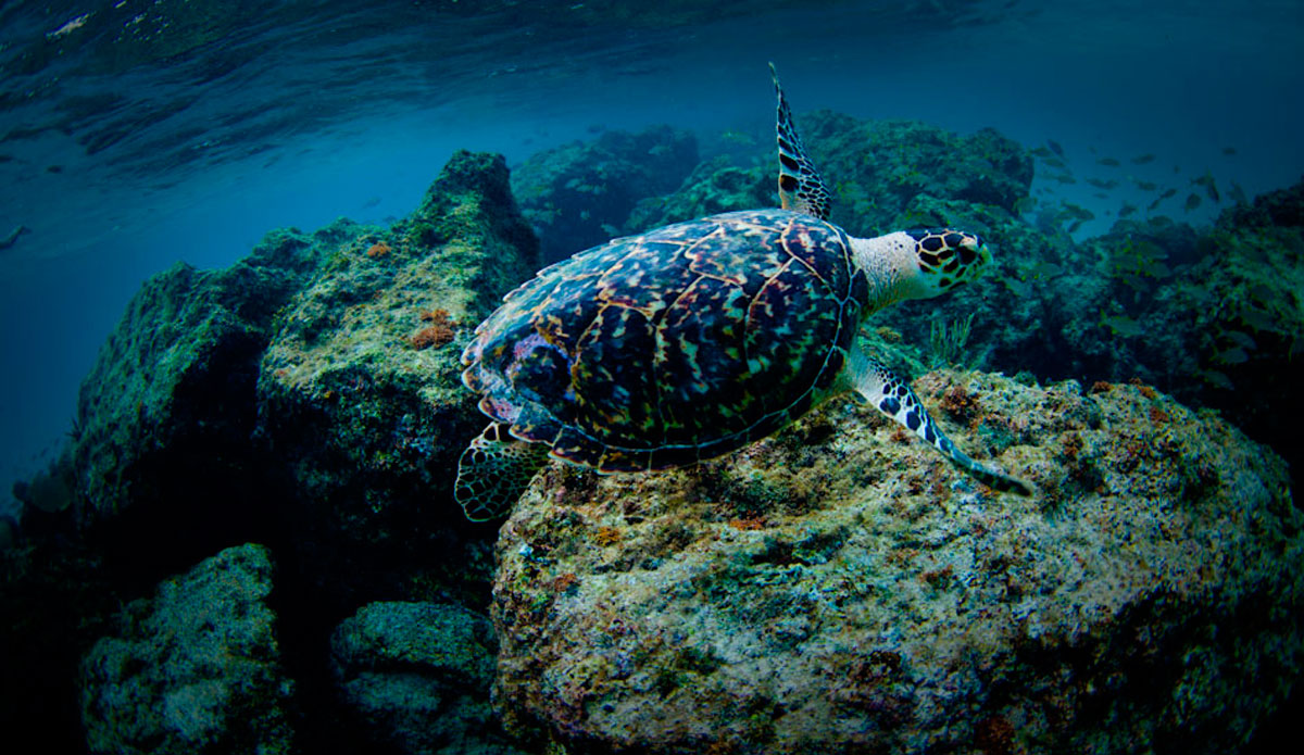 Another great thing to do while the waves are flat. Chase turtles on the reefs. Photo: <a href=\"https://www.nicklavecchia.com/\" target=_blank>Nick Lavecchia</a>