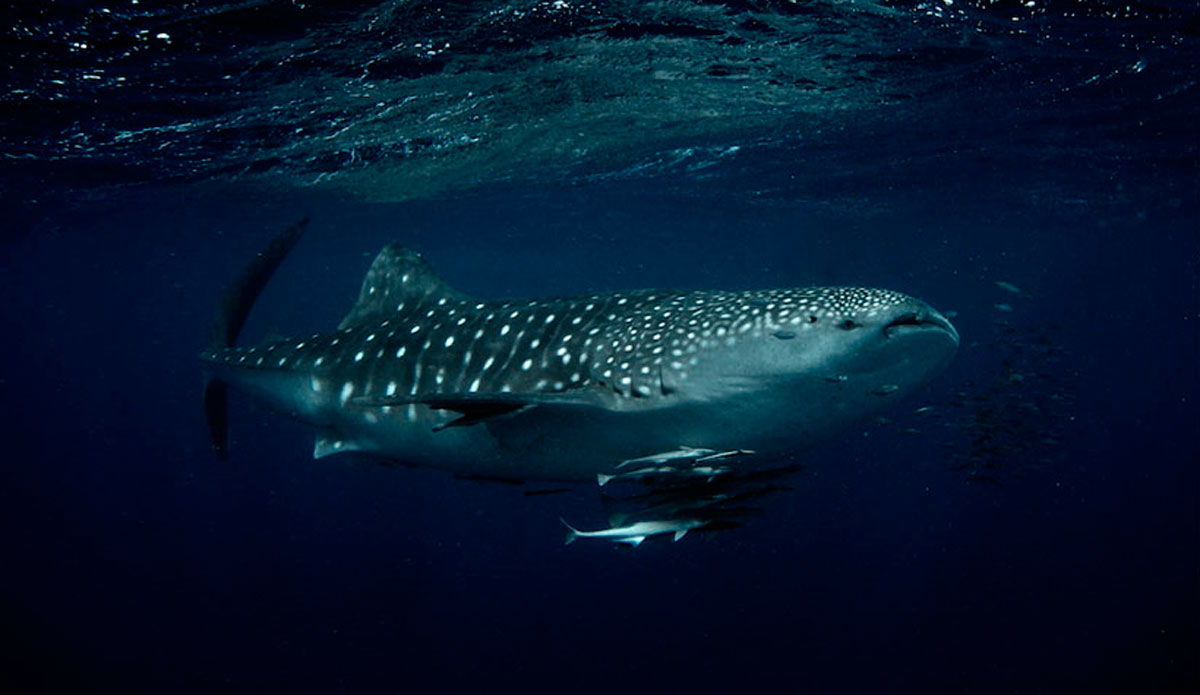 Snorkeling with whale sharks off Coral Bay in Western Australia was both remarkable and humbling, for these gentle creatures make the biggest of humans look tiny. Photo: <a href=\"https://liabarrettphotography.com/\" target=_blank>Lia Barrett</a>