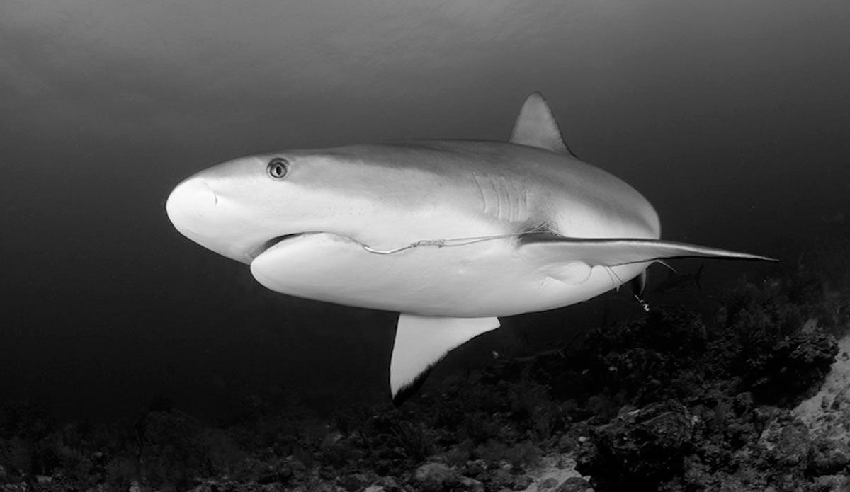 A Caribbean reef shark that has been observed living with a fishing hook in its mouth for over a decade. Photo: <a href=\"https://liabarrettphotography.com/\" target=_blank>Lia Barrett</a>