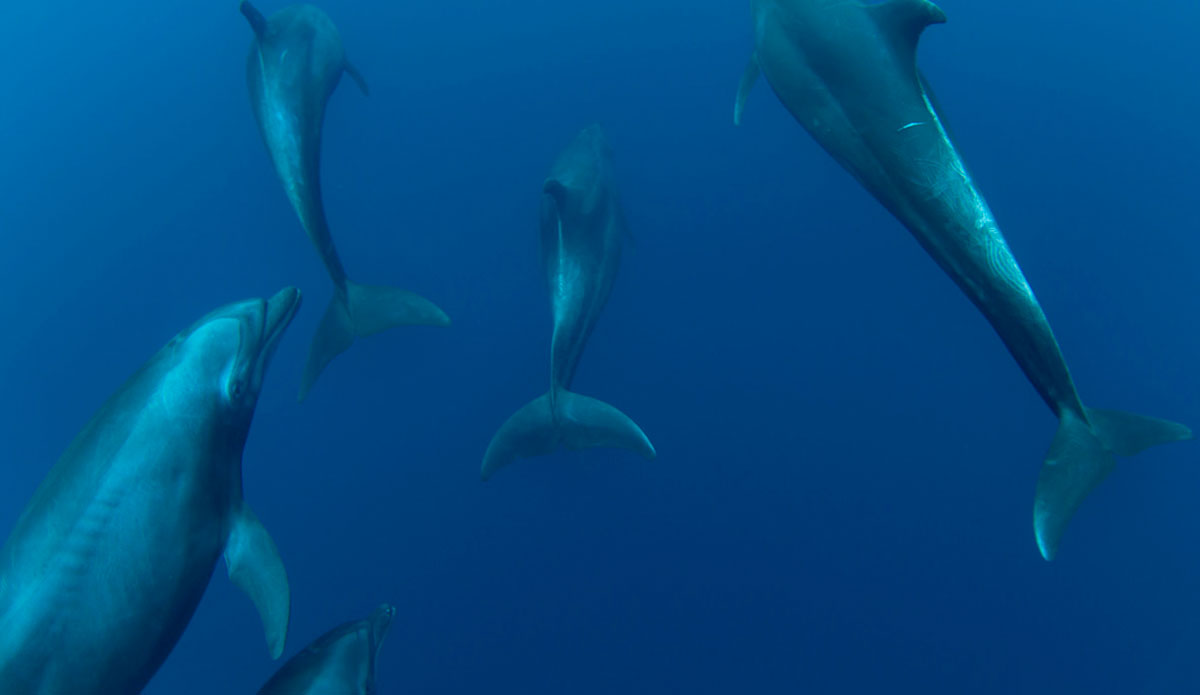 This image from four years ago grew my passion into capturing marine animals in their own environment. I love the interaction I get with dolphins. I spend a lot of my time now
swimming and photographing these amazing creatures. Photo: <a href=\"https://craigparryphotography.com/\">Craig Parry</a>