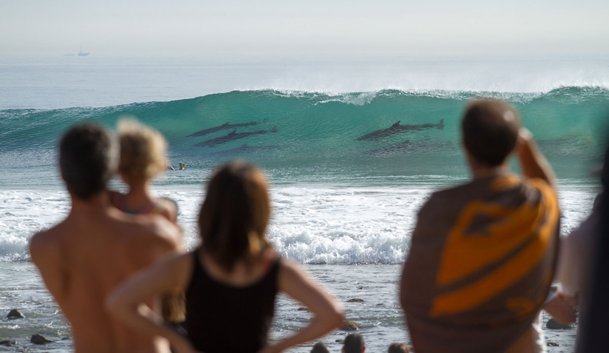 Dolphins graced the Rincon Classic this year. The kids on the beach were especially intrigued. Photo: <a href=\"https://lowtiderising.com\">Aroyan/lowtiderising.com</a>