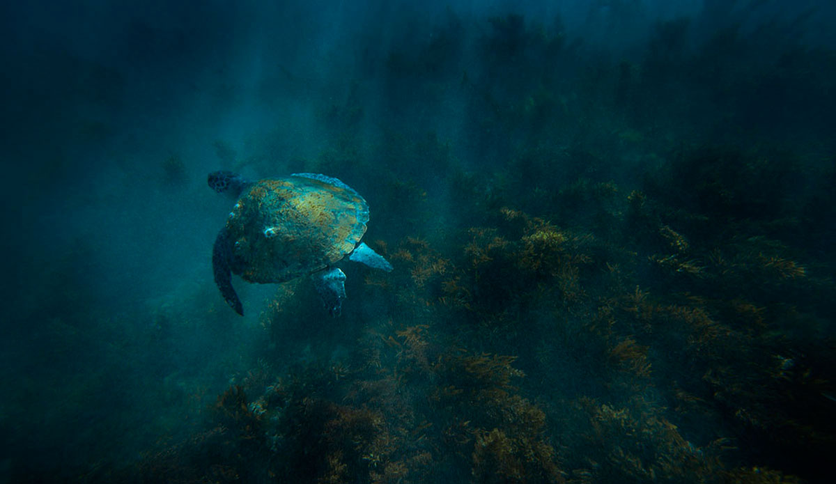 I added this image because I love the mood attached to it. I head to this place when the water is clear enough. I discovered this reef 100m off the beach in Byron Bay and I\'m always blown away by the interaction I get by the sea life here. Photo: <a href=\"https://craigparryphotography.com/\">Craig Parry</a>