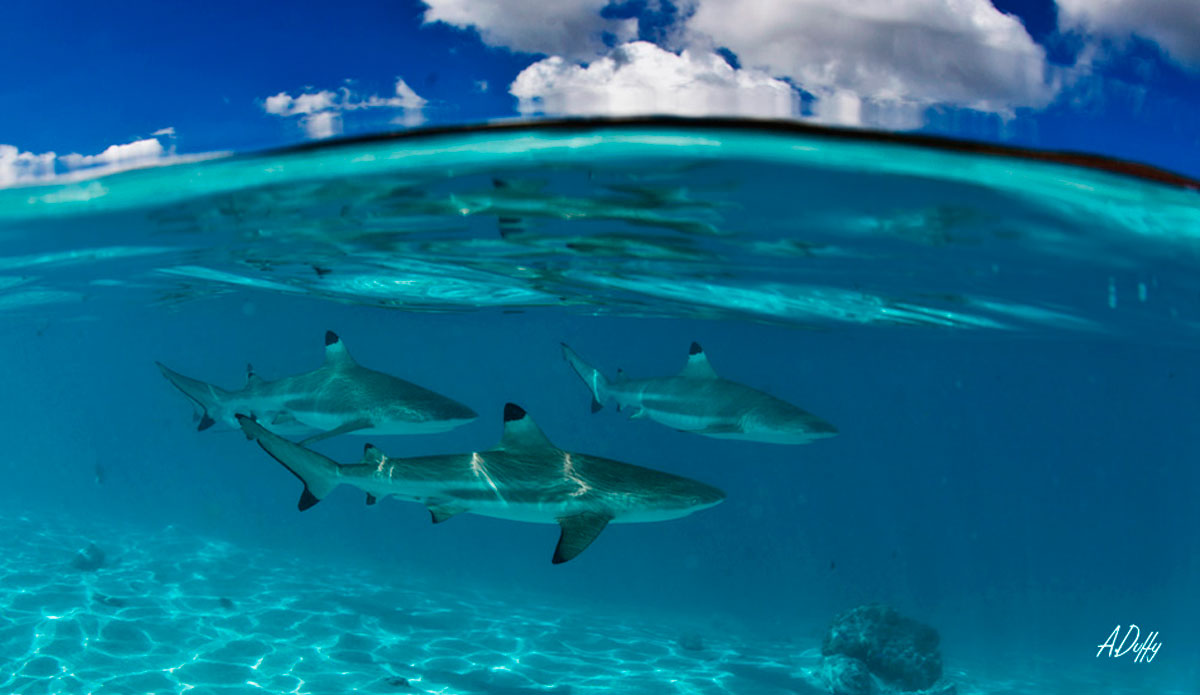 The most peaceful place on earth, where all creatures come together. Photo: <a href=\"https://adamduffyphotography.com/\">Adam Duffy.</a>