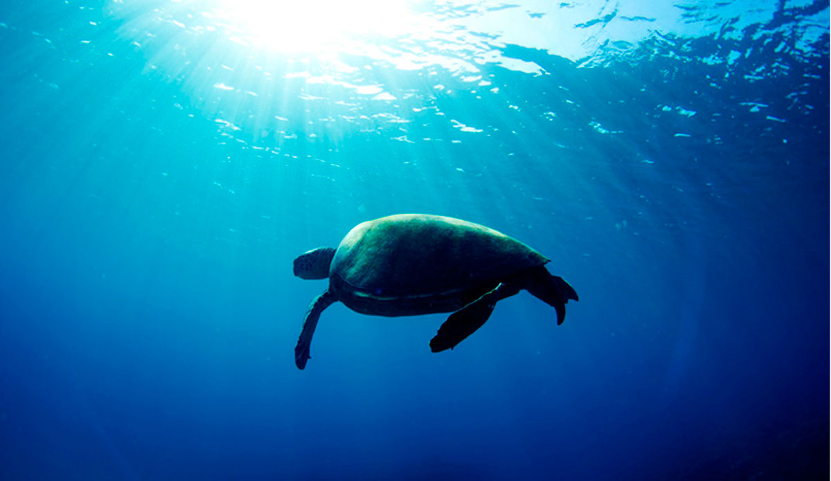 Turtle at Honolua Bay. Photo: <a href=\"https://mattdunbar.com.au\">Matt Dunbar</a>