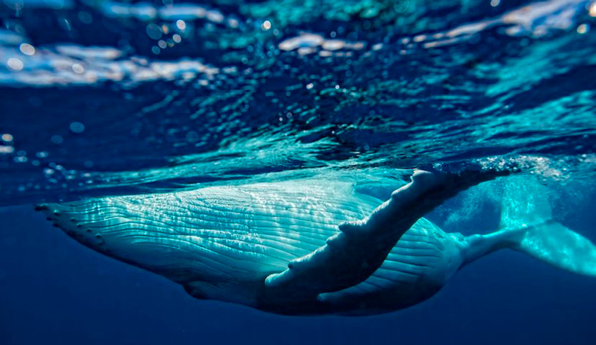 Whales around Moorea. Photo: <a href=\"https://www.timmckennaphoto.com/\" target=_blank>Tim Mckenna</a>