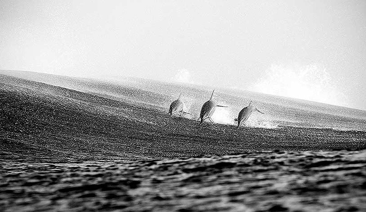 Dolphins breach the surface. Photo: <a href=\"https://clareplueckhahn.com.au/\" target=_blank>Clare Plueckhahn</a>.