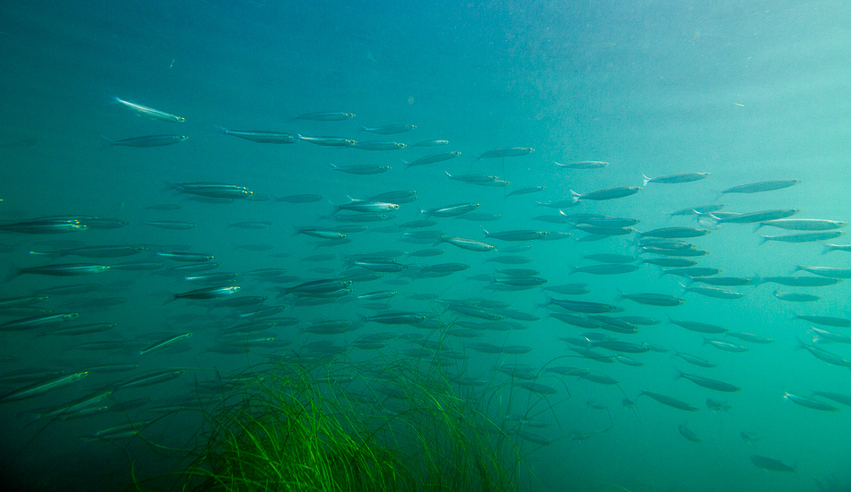 Before the marathon session of swell arrived, it was extremely flat with sunny skies. The free diving was great, especially when it provided dinner. Photo: <a href=\"https://lowtiderising.com\">Aroyan/lowtiderising.com</a>