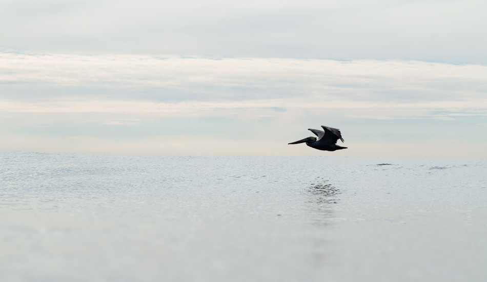 The grace of a pelican flying through the lineup catching waves we can\'t ride. Photo: <a href=\"https://lowtiderising.com\">Aroyan/lowtiderising.com</a>