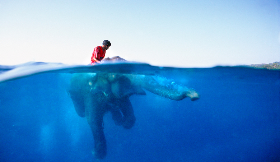 Elephant handler takes his elephant for a late after swim and bath, Porklock Island , Andaman Islands. Photo: Brewer