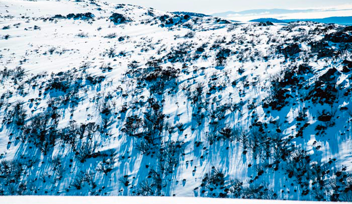 Guthega trees, a fun ride home but a steep climb up for your first leg from the dam. Photo: Steve Wall